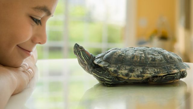 La técnica de la tortuga, un método para controlar la conducta impulsiva