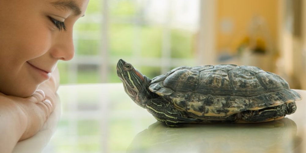 La técnica de la tortuga, un método para controlar la conducta impulsiva